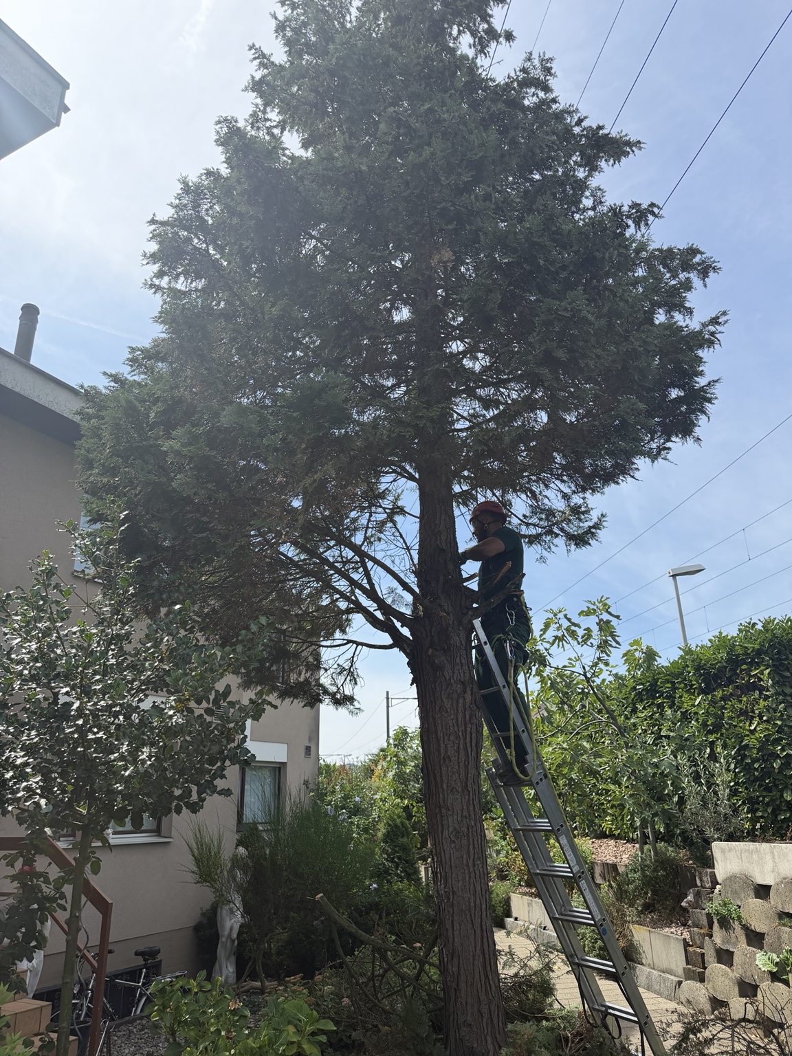 Gartenarbeiter mit Helm bei Schnittarbeiten an einem Baum