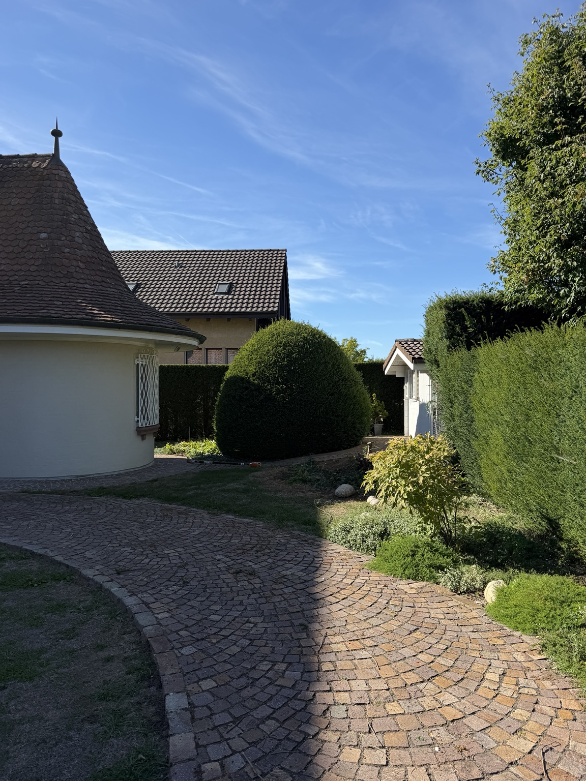 Kugelgehölz vor dem Schnitt im Garten