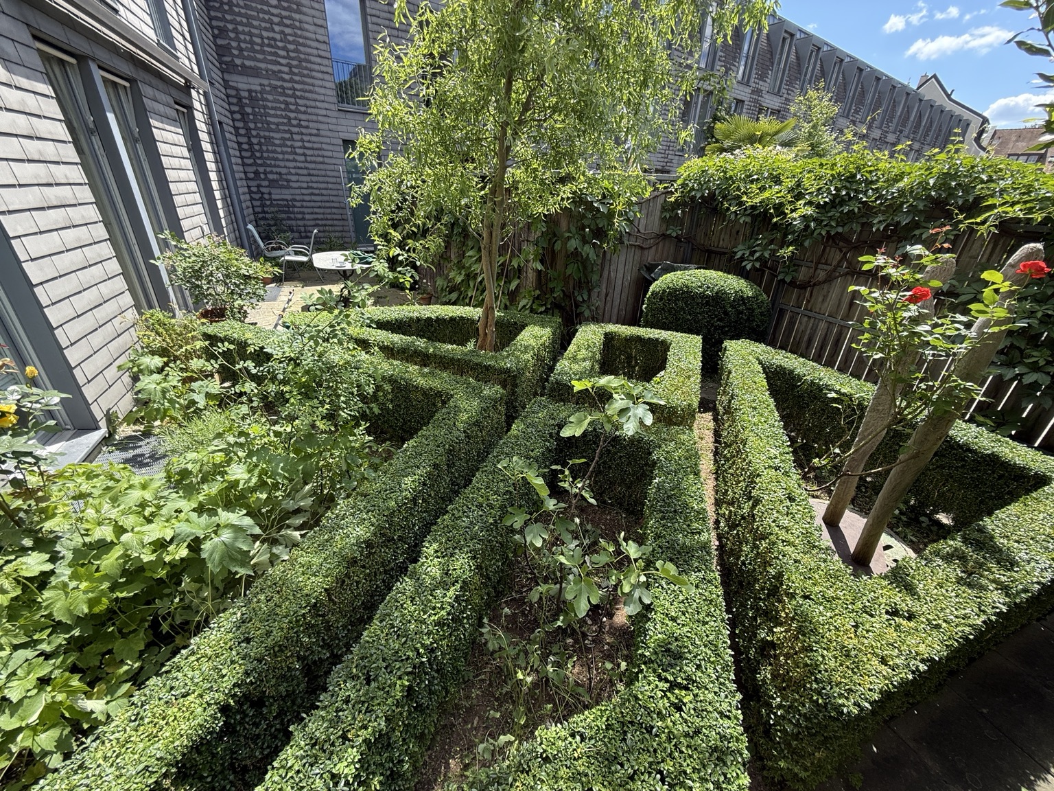 Buchshecken mit klar geschnittenen Kanten im Garten